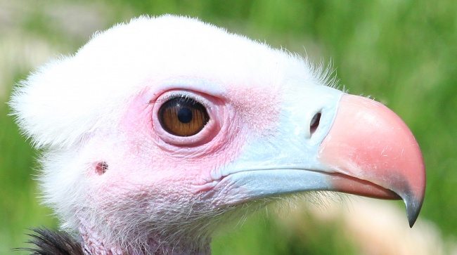 4-strange-animals-and-their-surprisingly-cute-babies