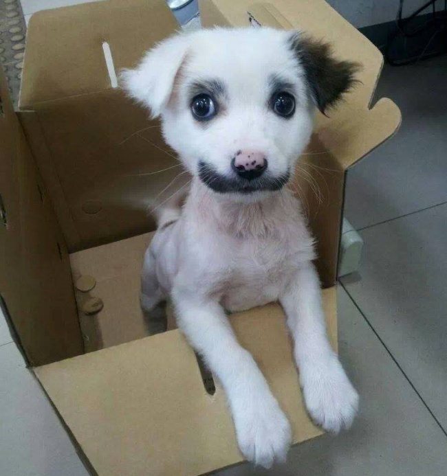 4-unique-animals-showing-nature-sense-of-humor