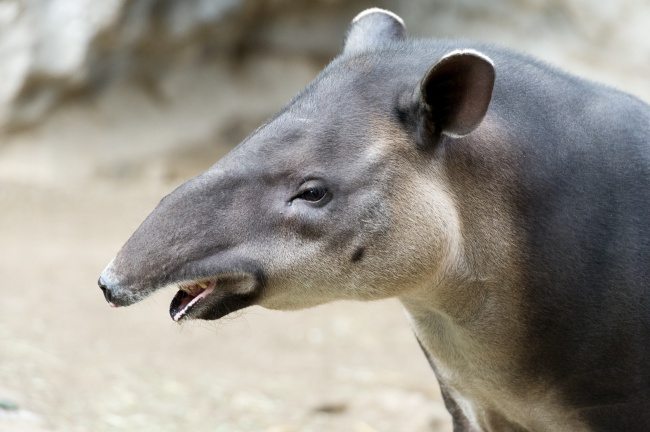 5-strange-animals-and-their-surprisingly-cute-babies