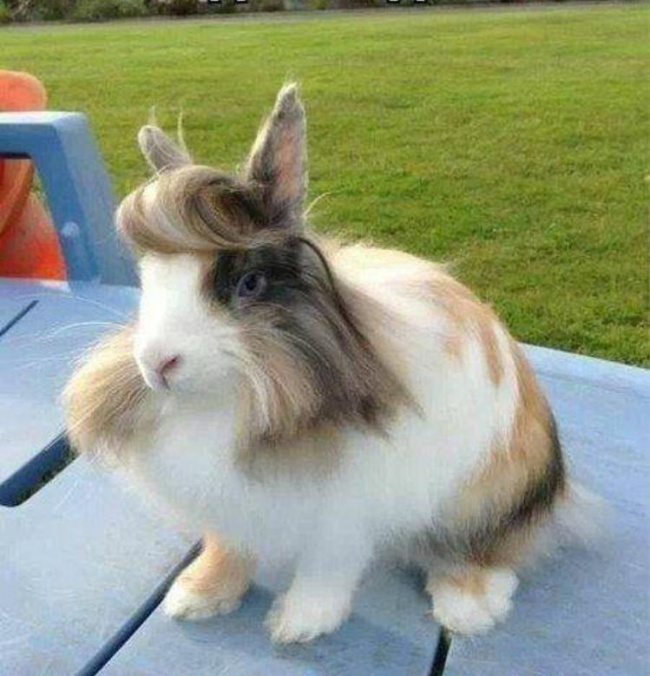 5-these-are-the-most-awesome-animals-ever