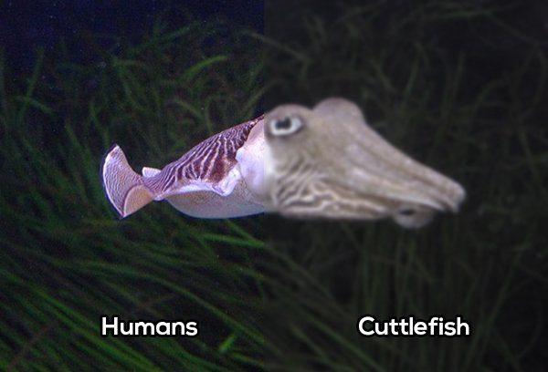 5-this-is-how-some-animals-actually-see-the-world