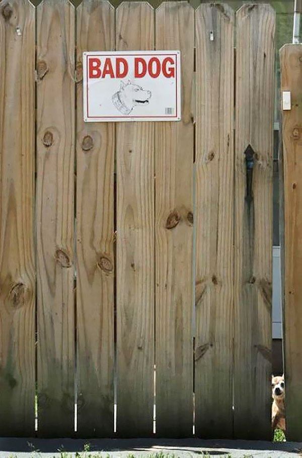 5-why-are-these-beware-of-dog-signs-even-here
