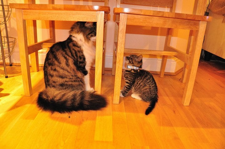 6-cats-so-large-they-seem-out-of-this-world