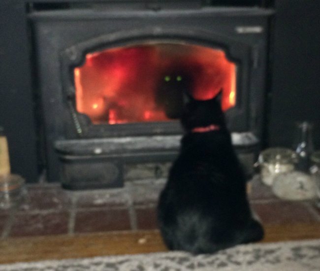 6-cats-that-were-born-to-shine-on-the-internet