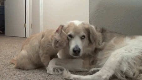 6-funniest-animal-gifs-in-the-internet-history