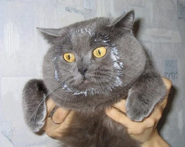 6-pics-proving-that-owning-a-cat-is-hilarious