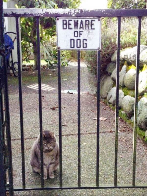 6-why-are-these-beware-of-dog-signs-even-here
