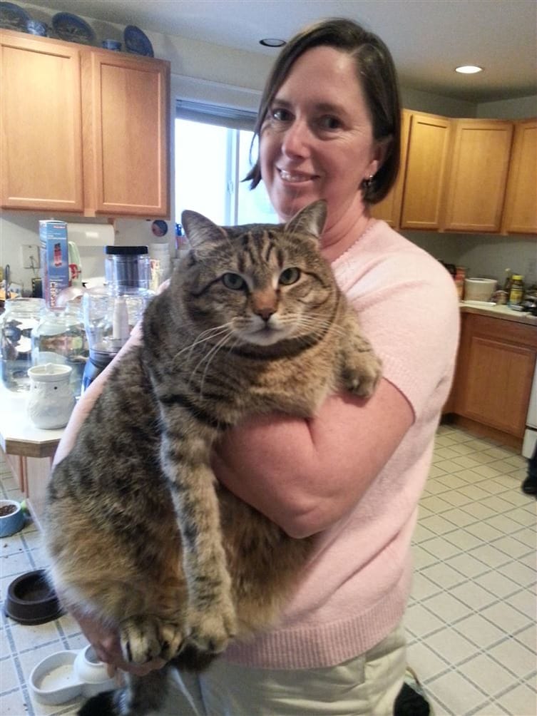 7-cats-so-large-they-seem-out-of-this-world