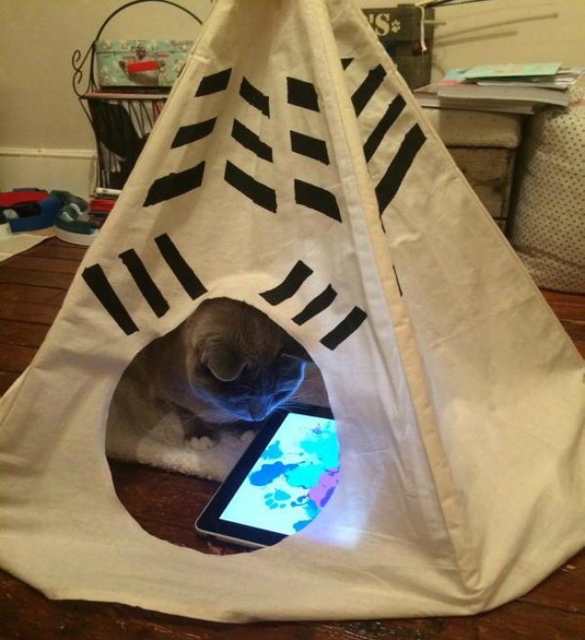 7-cats-that-were-born-to-shine-on-the-internet