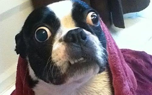 7-crazy-animal-facts-you-could-never-guess