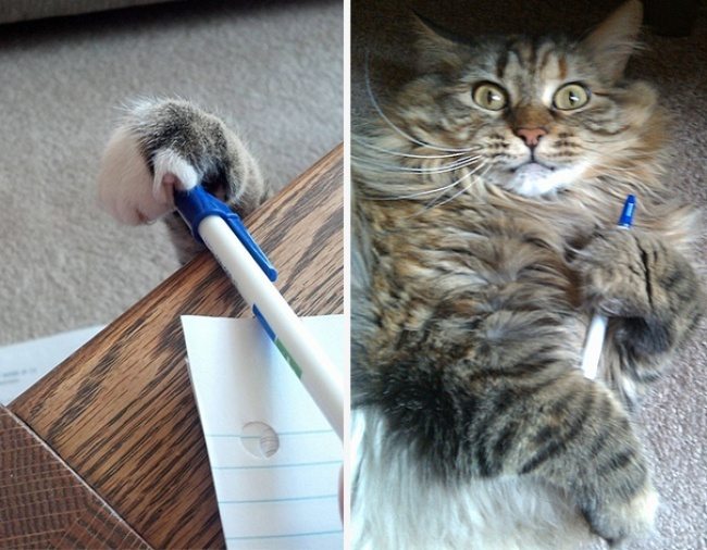 7-pics-proving-that-owning-a-cat-is-hilarious