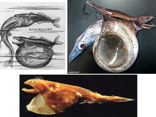 7-these-strange-animals-prove-what-nature-can-do