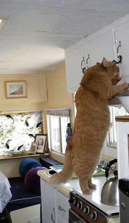 8-cats-so-large-they-seem-out-of-this-world