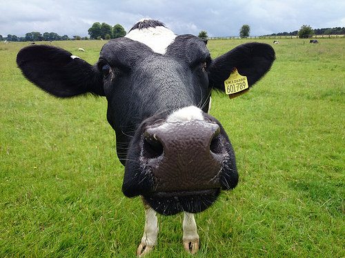 8-crazy-animal-facts-you-could-never-guess