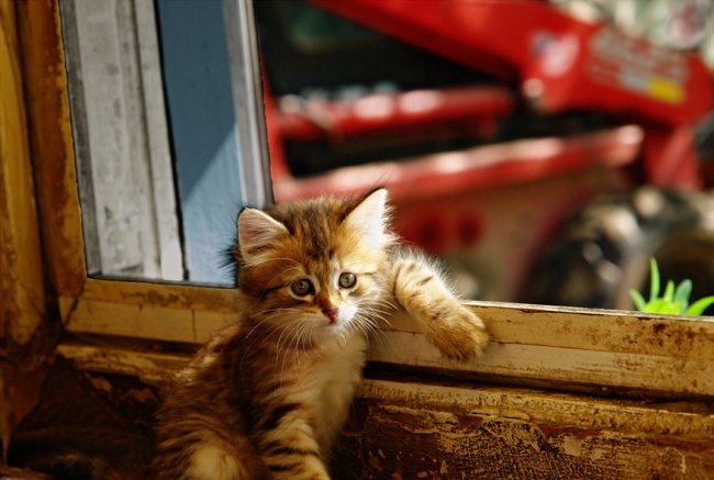 8-these-are-the-most-awesome-animals-ever