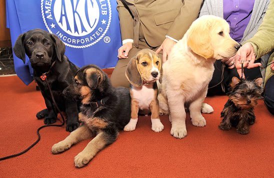 9-animal-facts-that-will-leave-you-stunned