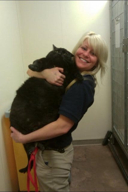 9-cats-so-large-they-seem-out-of-this-world