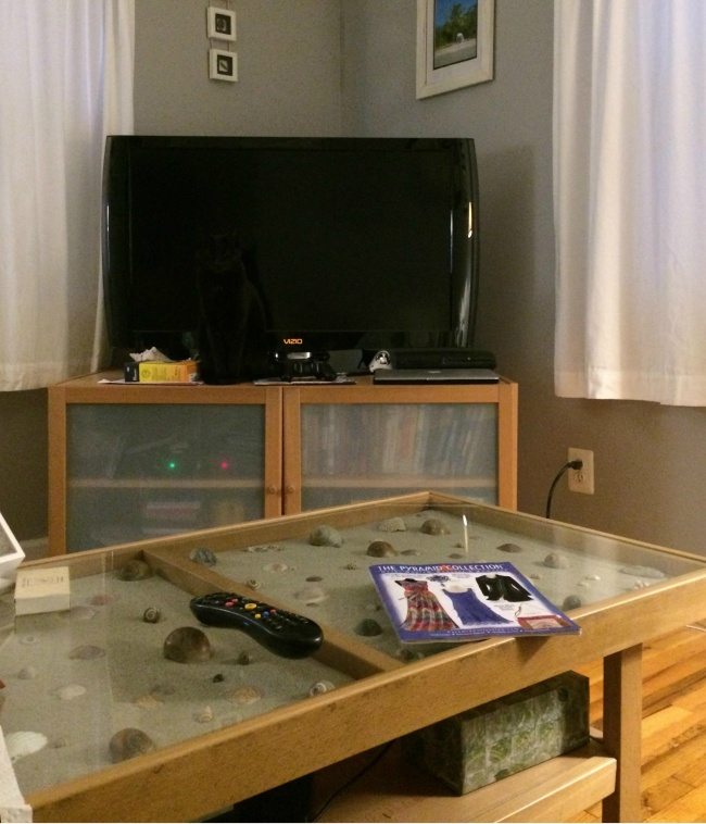 9-cats-that-were-born-to-shine-on-the-internet