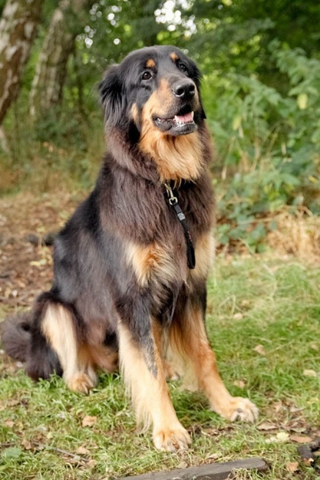 9-real-dog-breeds-that-seem-photoshopped