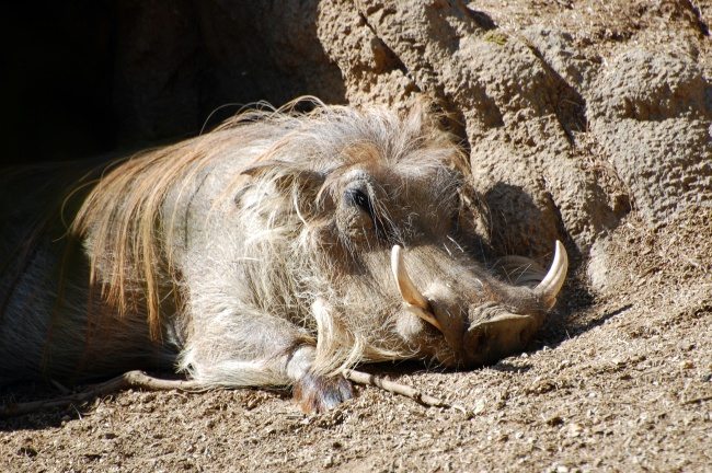 9-strange-animals-and-their-surprisingly-cute-babies