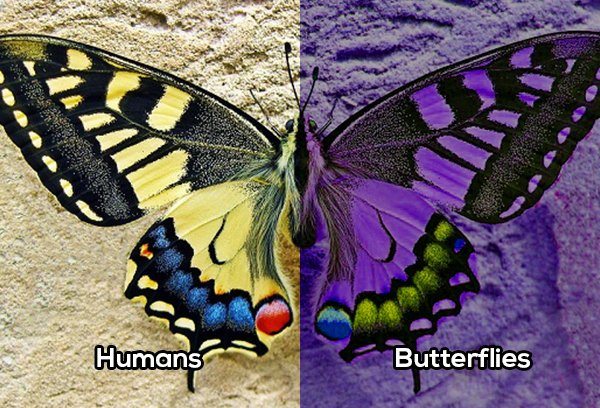 9-this-is-how-some-animals-actually-see-the-world