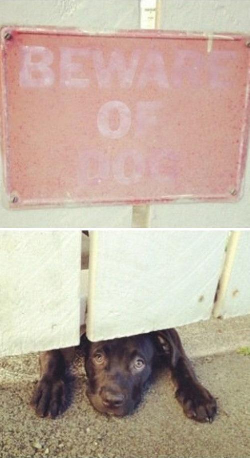 9-why-are-these-beware-of-dog-signs-even-here