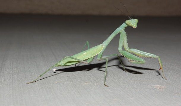 1-animal-myths-you-still-believe-are-true