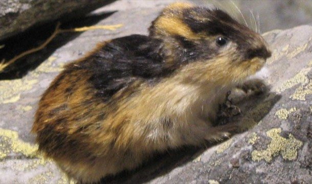 11-animal-myths-you-still-believe-are-true