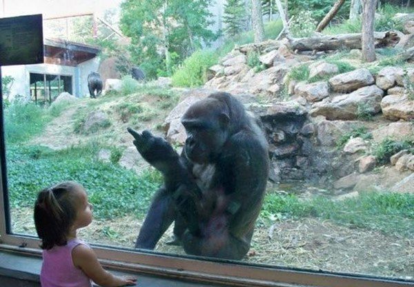 11-unlucky-people-who-tried-to-bond-with-grumpy-animals