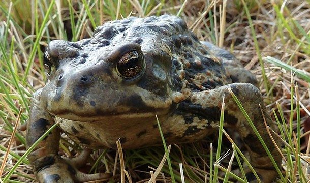 12-animal-myths-you-still-believe-are-true