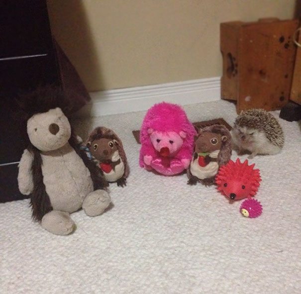 12-check-out-the-angriest-animals-on-the-internet