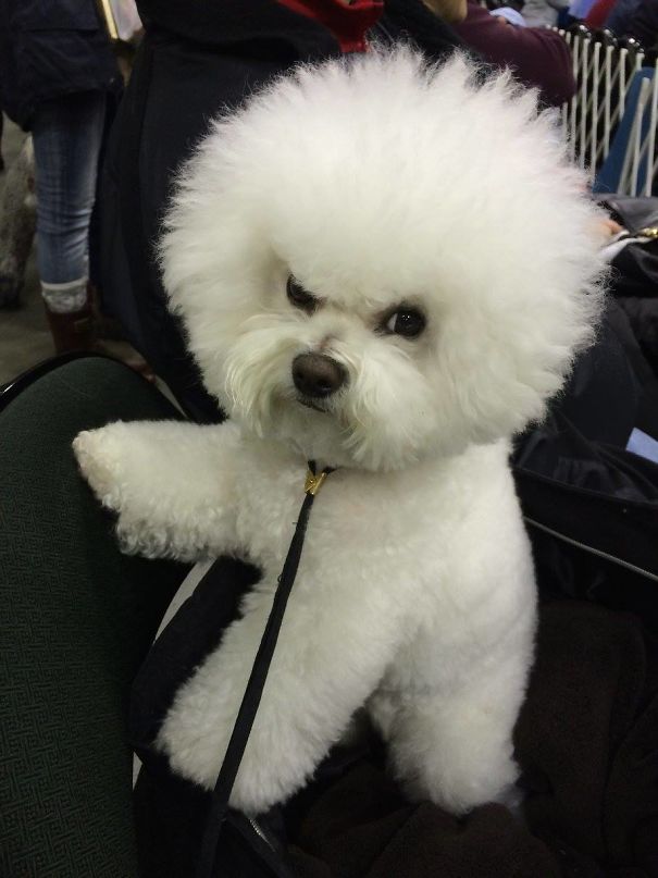 13-check-out-the-angriest-animals-on-the-internet