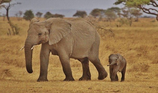 15-animal-myths-you-still-believe-are-true