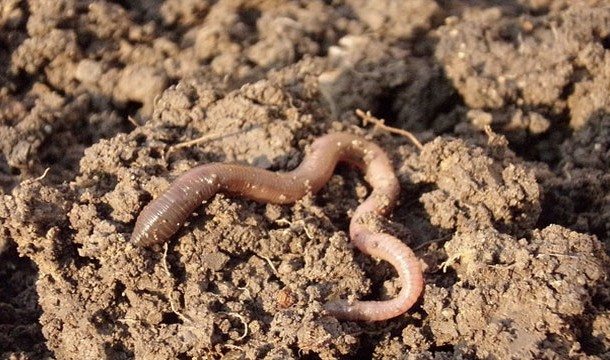 16-animal-myths-you-still-believe-are-true