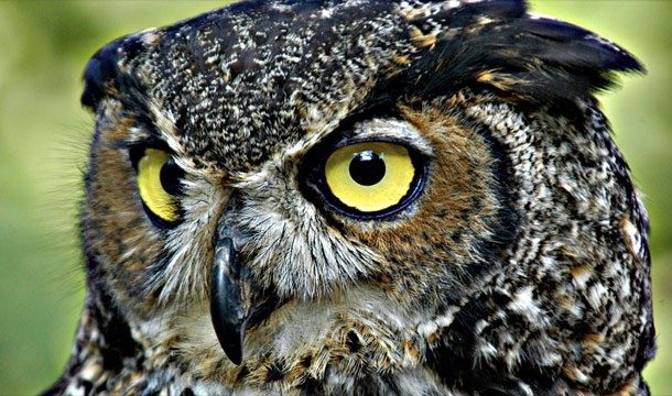 17-animal-myths-you-still-believe-are-true