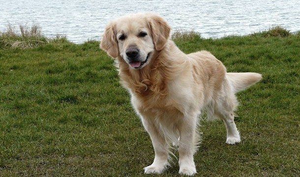 18-animal-myths-you-still-believe-are-true