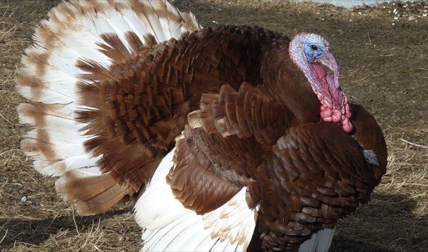 2-animal-myths-you-still-believe-are-true