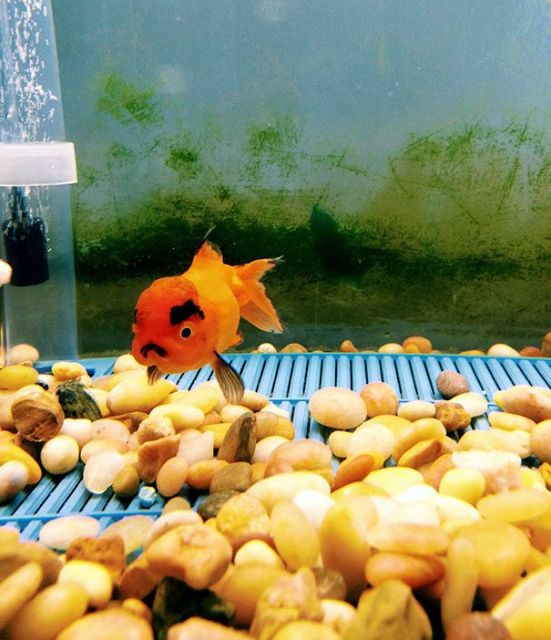 21-check-out-the-angriest-animals-on-the-internet