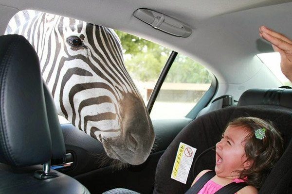 22-unlucky-people-who-tried-to-bond-with-grumpy-animals