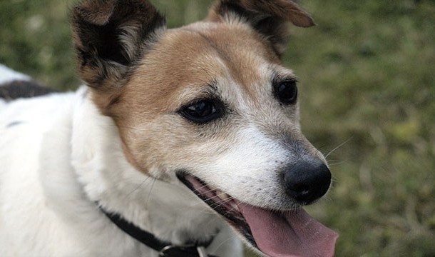 3-animal-myths-you-still-believe-are-true