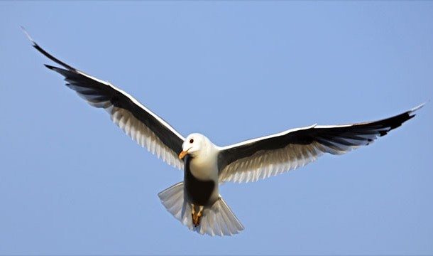 5-animal-myths-you-still-believe-are-true