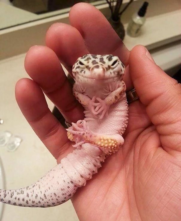 5-check-out-the-angriest-animals-on-the-internet