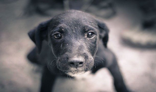 6-animal-myths-you-still-believe-are-true