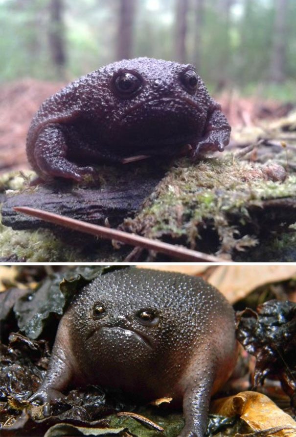 8-check-out-the-angriest-animals-on-the-internet