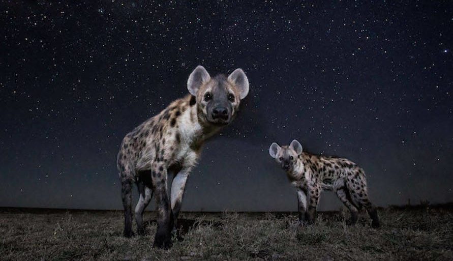 Superb-Pictures-of-African-Wild-Animals-at-NightSuperb-Pictures-of-African-Wild-Animals-at-Night5-900x629