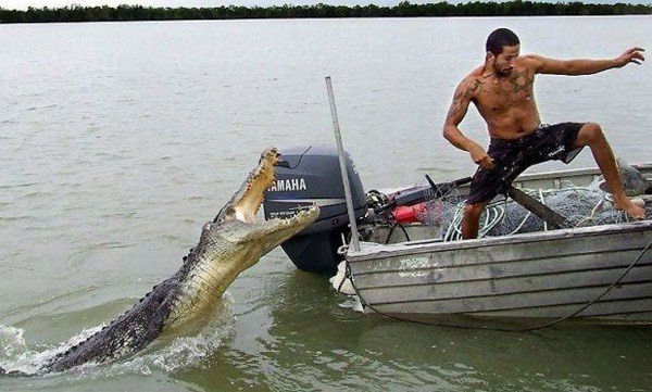 croc-attack