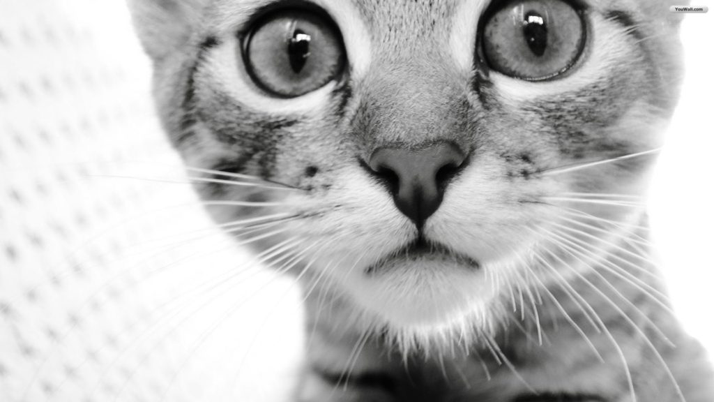 curious-cat-wallpaper