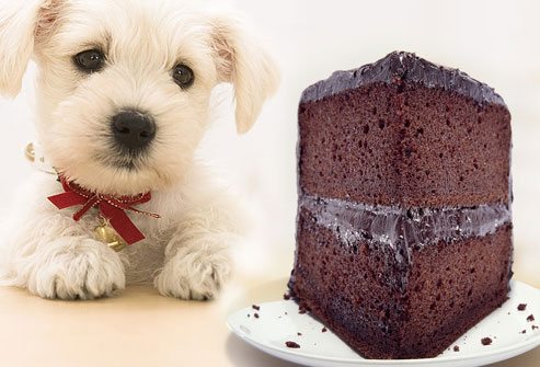 dog-eating-chocolate