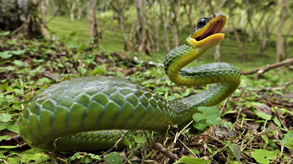 green anaconda snake hd img