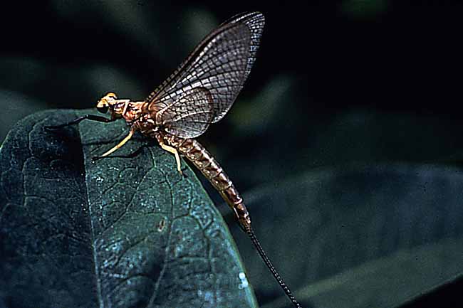 mayfly